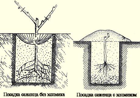 Посадка винограда