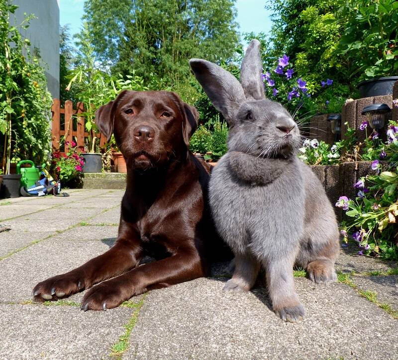 Кролики породы бельгийский великан