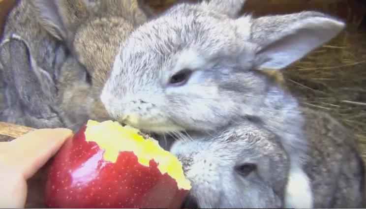 Еда для кроликов