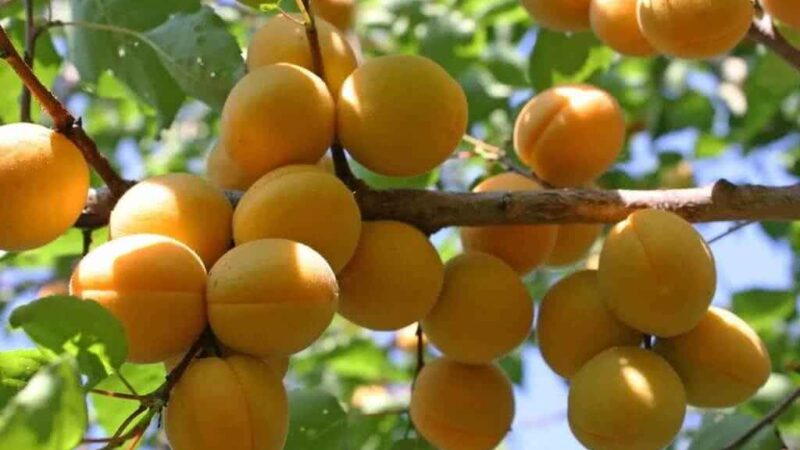 Как вырастить абрикосы: полезные советы