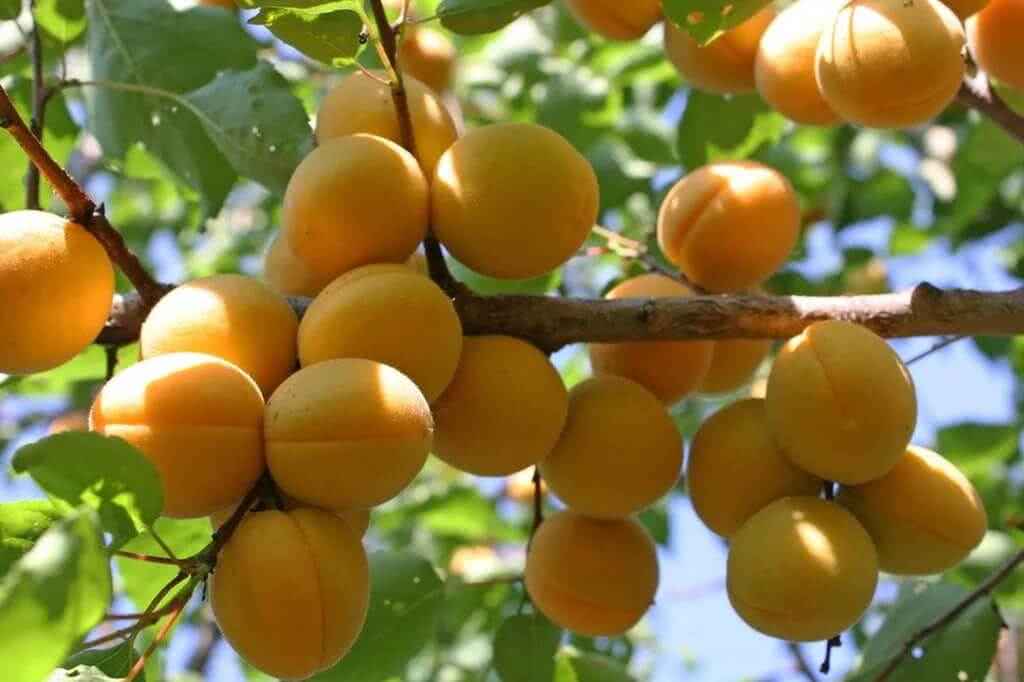 Как вырастить абрикосы: полезные советы