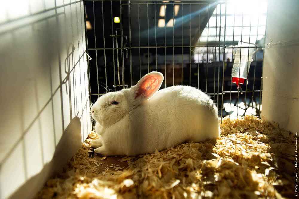 Клетки для кроликов: виды и конструкции