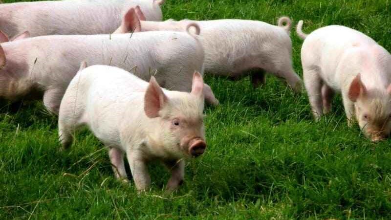 Инфекционные болезни свиней