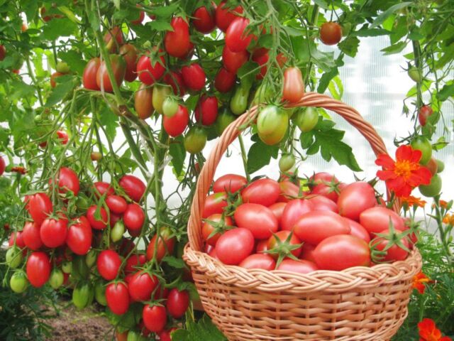 Как вырастить томаты из семян и рассадным способом