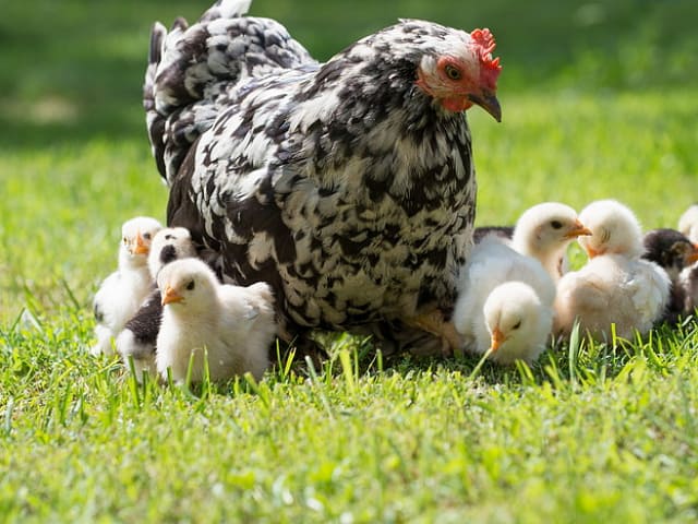 Самые распространенные болезни домашней птицы: лечение и профилактика