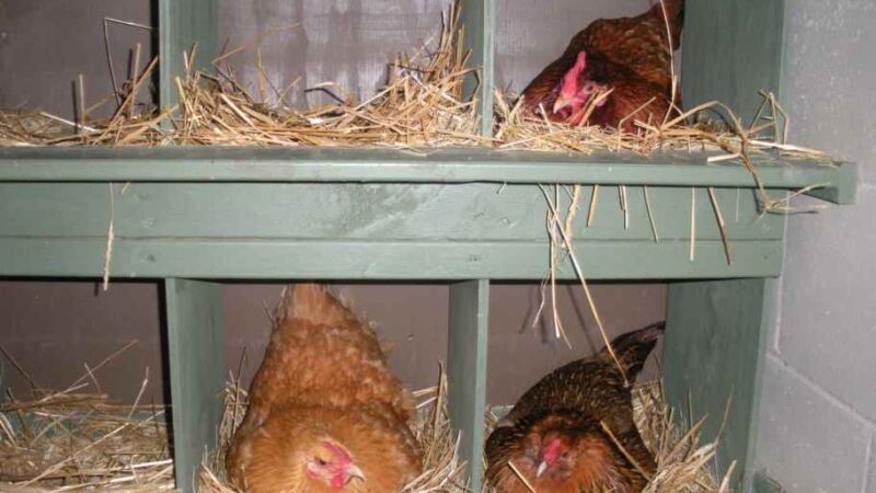 Куры несушки не несут яйца, что делать?