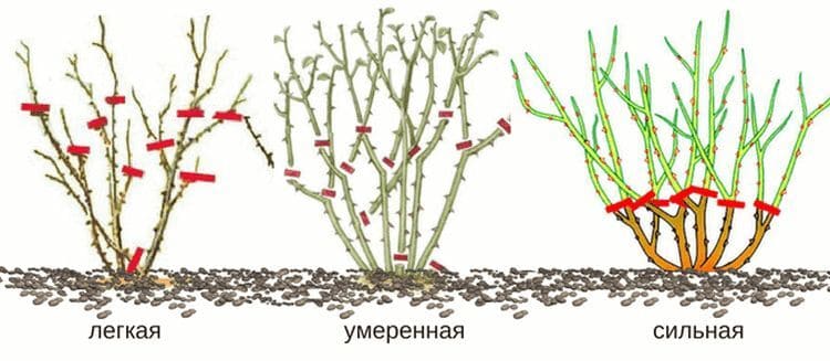 Как происходит обрезка кустовых роз