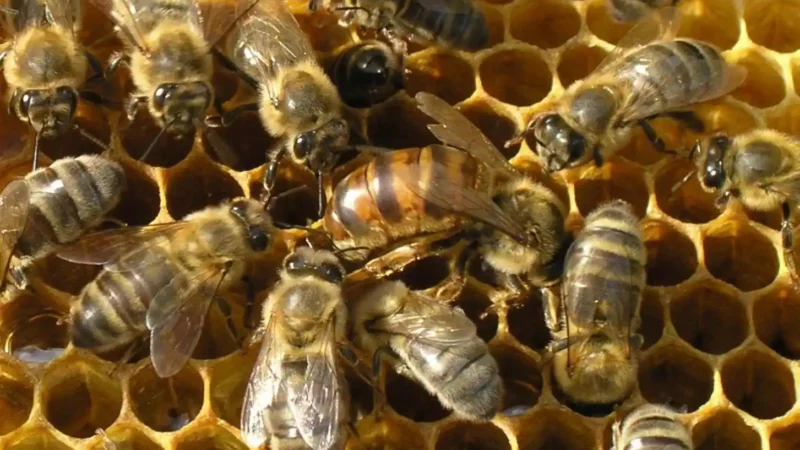 Породы пчел с фото и подробным описанием – полный гид для пчеловодов