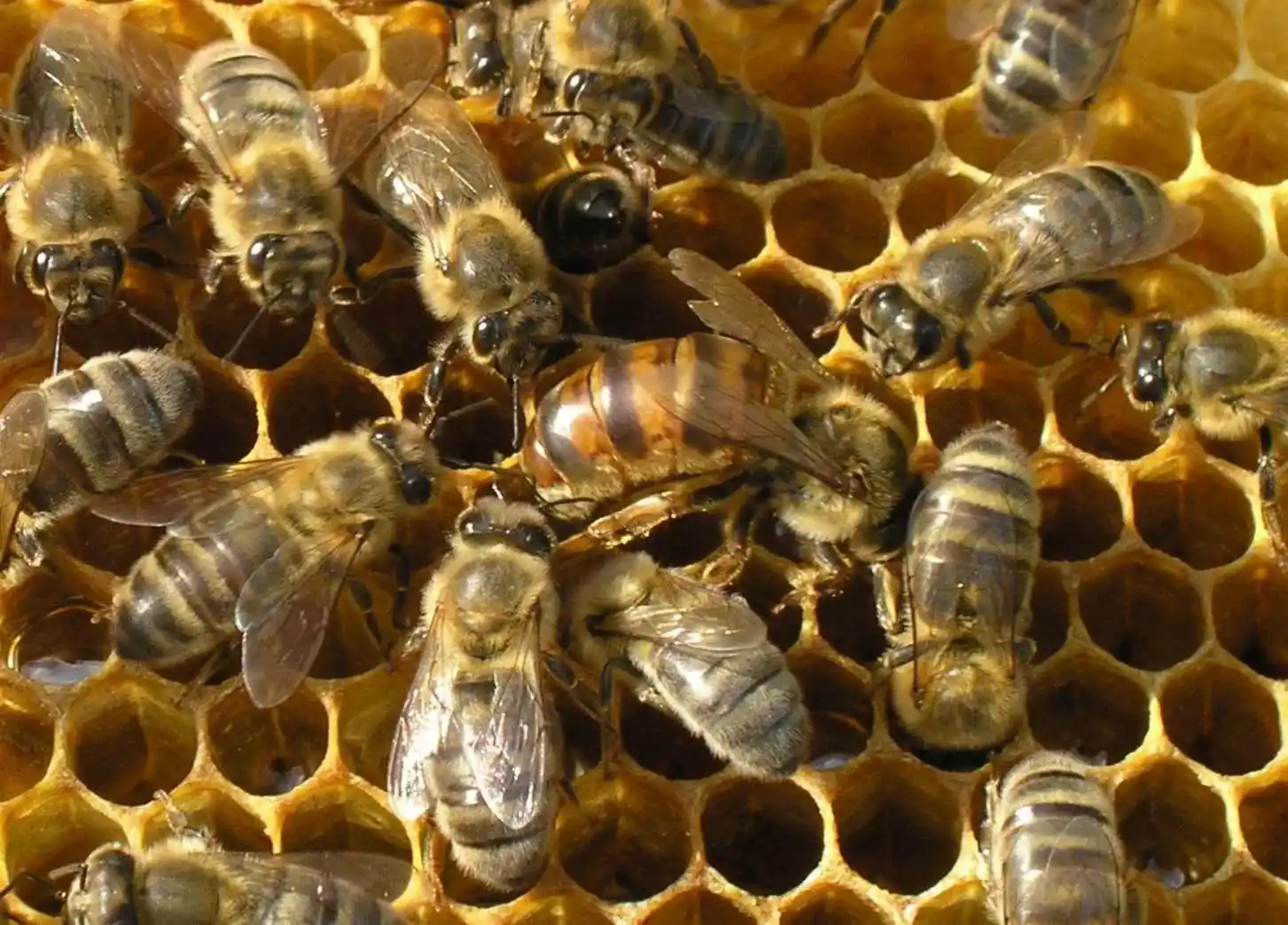 Породы пчел с фото и подробным описанием – полный гид для пчеловодов