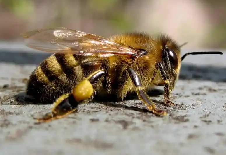 Желтая кавказская порода пчел