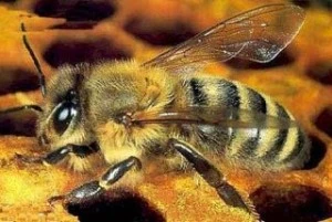 Серая горная кавказская порода пчел