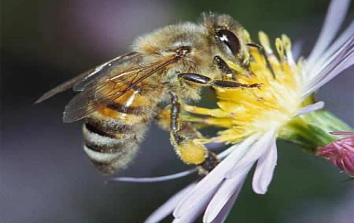 Дальневосточная порода пчел