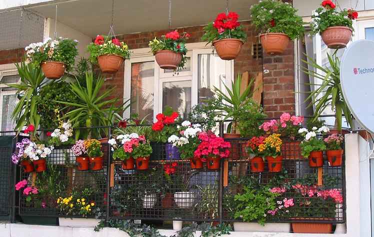 Примеры успешного ухода за растениями на балконе