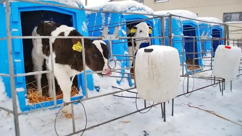 Холодная зимовка скота: телки не боятся снега и морозов