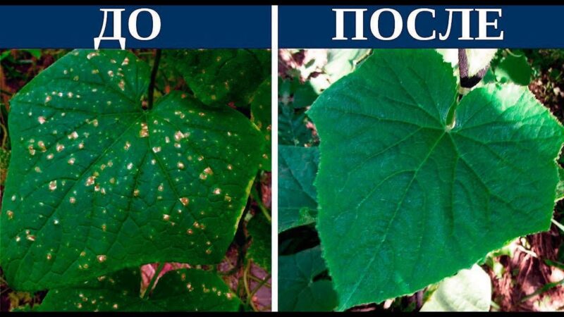 Как лечить желтые пятна на листьях огурцов: эффективные методы и советы