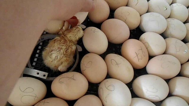 Инкубация куриных яиц