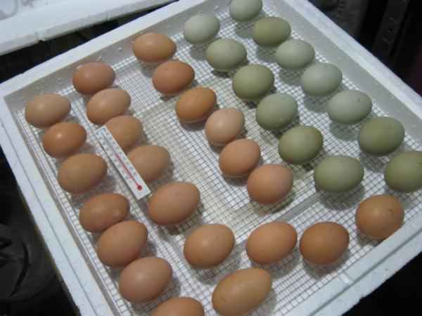 Куриные яйца для инкубации.