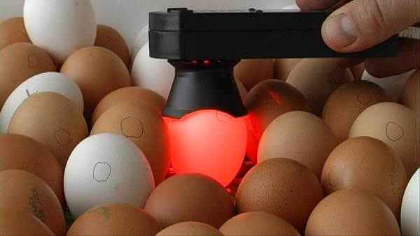 Проведение овоскопирования яиц в инкубаторе