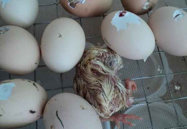 Цыплята проклёвываются из яйца