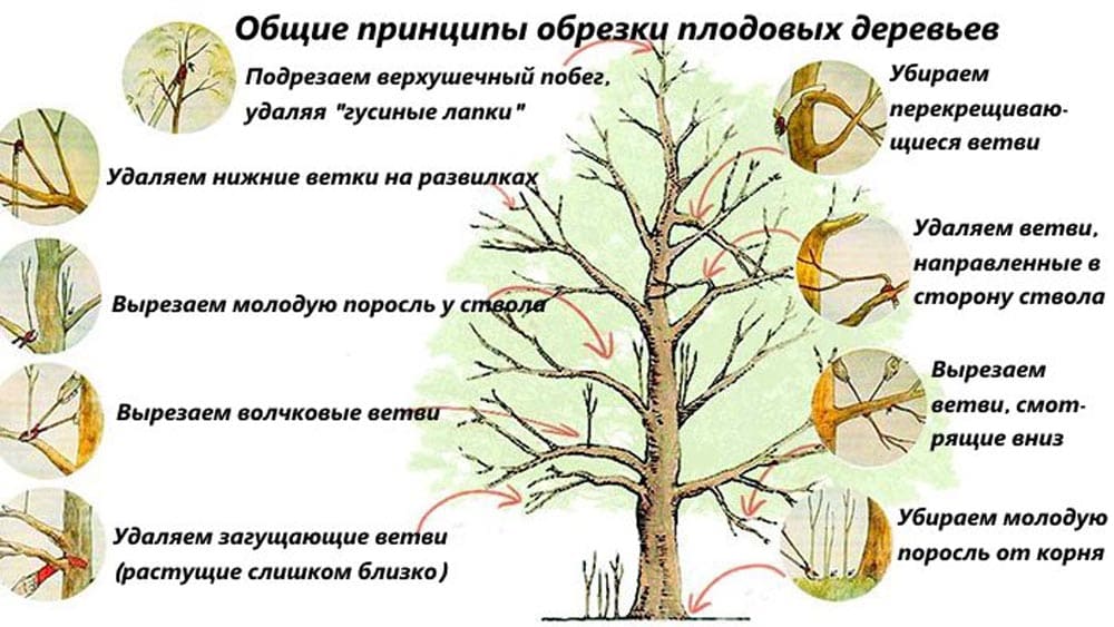 Основные правила обрезки деревьев и кустарников