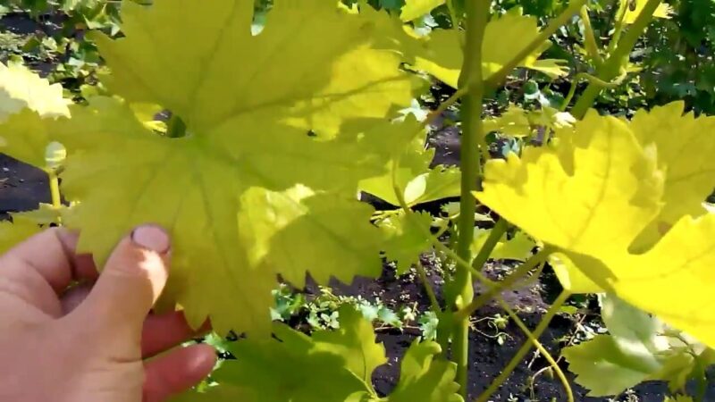 Как и чем лечить хлороз винограда
