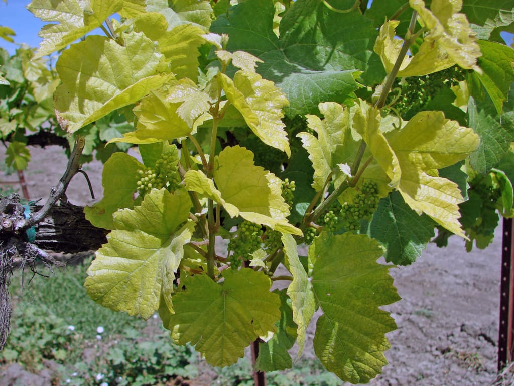 Виды хлороза винограда