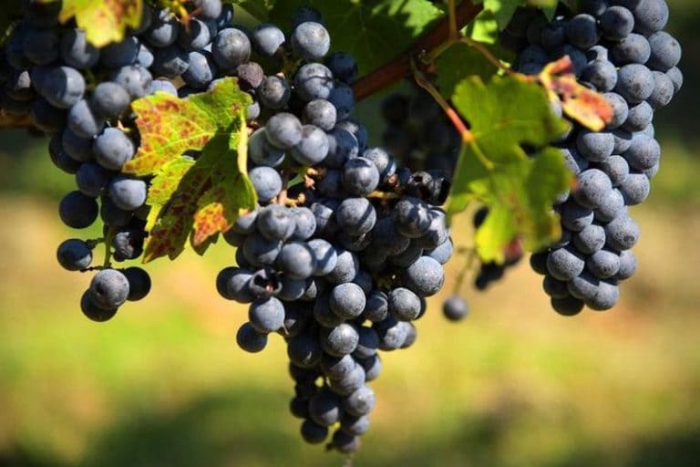 Сорта винограда, устойчивые к хлорозу