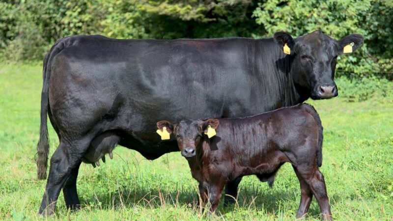 Абердин-ангус: черная жемчужина мясного скотоводства