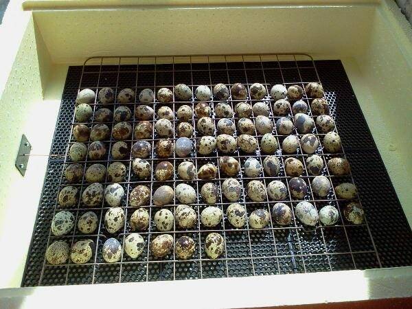 Перепелиные яйца в инкубаторе