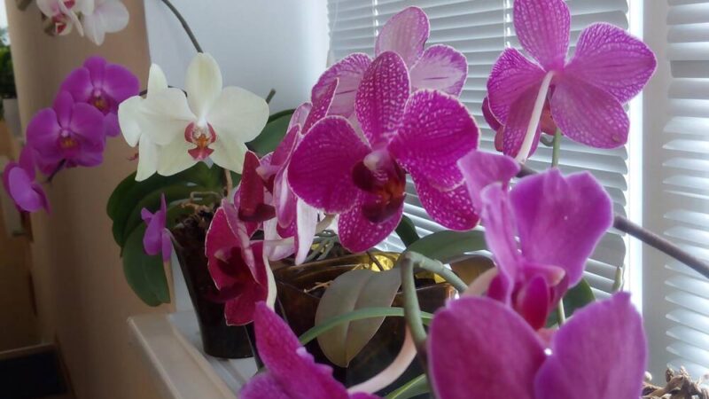 Орхидея фаленопсис: продлеваем цветение на 5–6 месяцев!