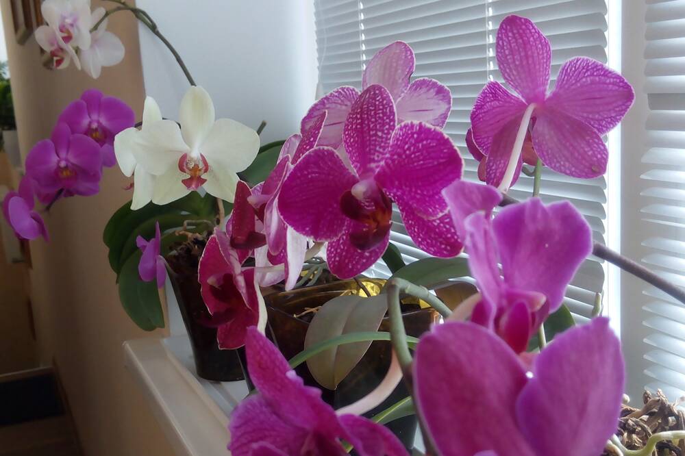 Орхидея фаленопсис: продлеваем цветение на 5–6 месяцев!