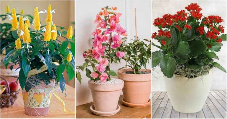 Удобрение для пышного цветения комнатных растений
