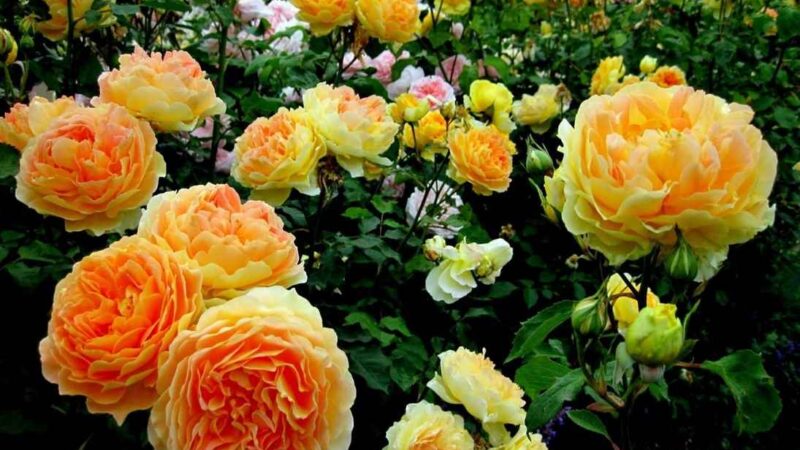 Способы подкормить розы во время цветения: эффективные методы для пышного и яркого цвета