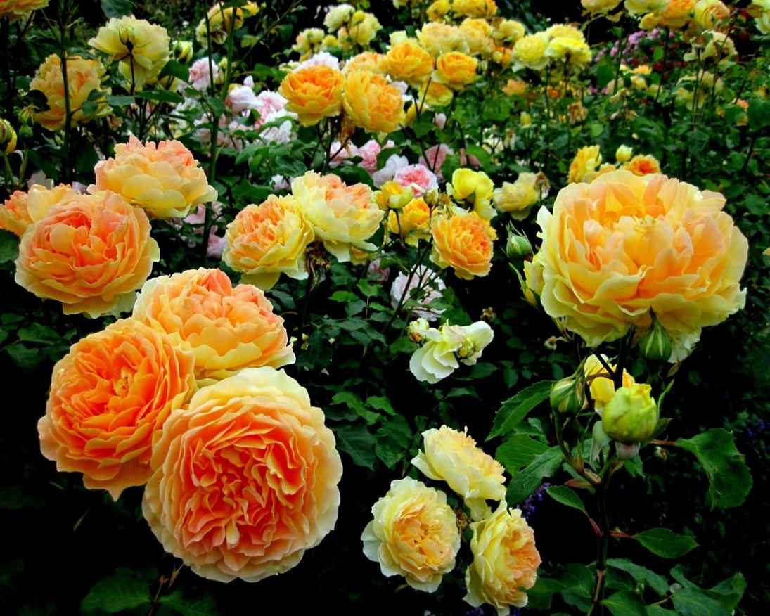 Способы подкормить розы во время цветения: эффективные методы для пышного и яркого цвета