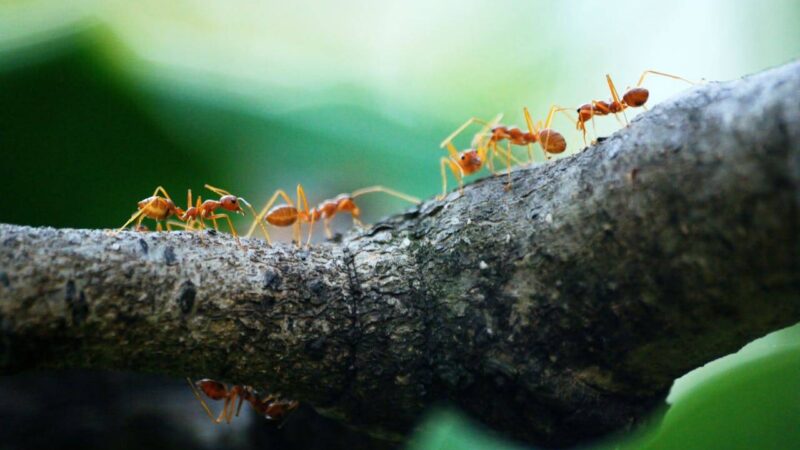 Как вывести муравьев с участка пшеном