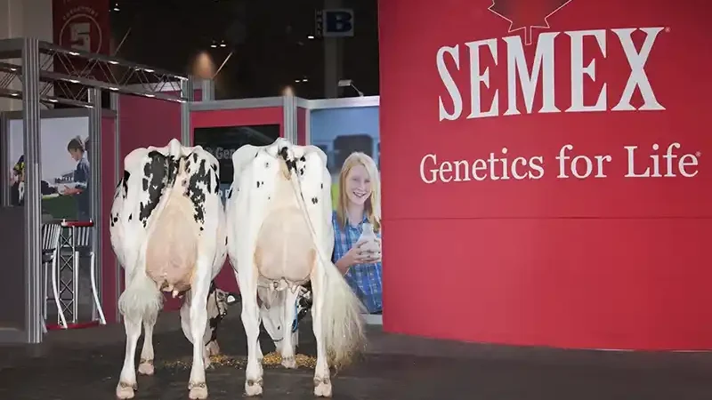 Выставка коров