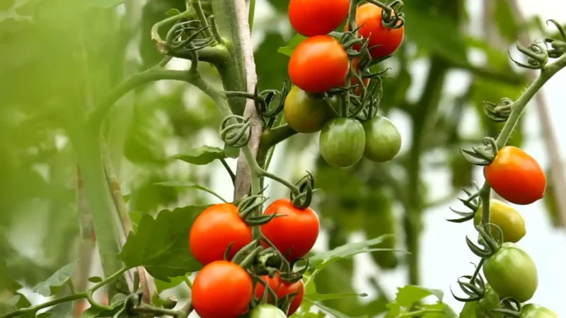 5 причин, почему окучивание помидоров необходимо для успешного урожая