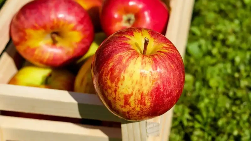 Как получить хороший урожай из колоновидных яблонь