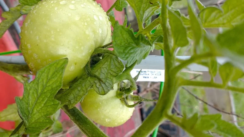 Как укрепить завязи огурцов с помидоров