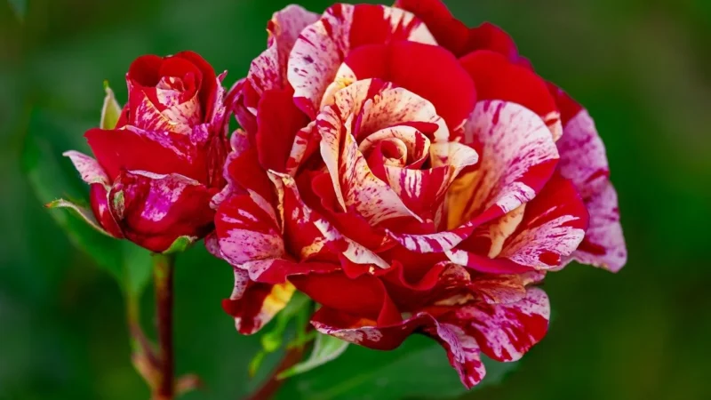 Почему сохнут розы: 3 главные ошибки в уходе