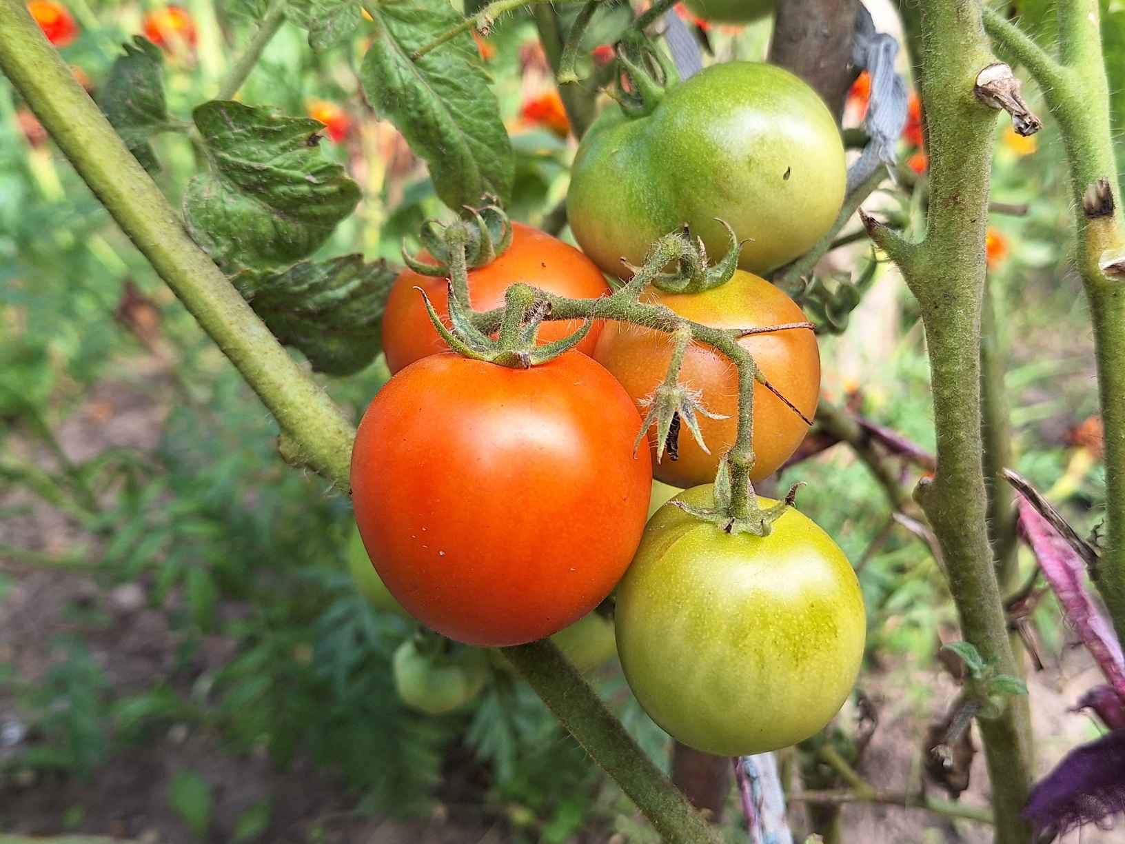 Как правильно собирать помидоры на созревание
