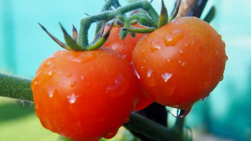 Чем лучше подкармливать томаты для урожая