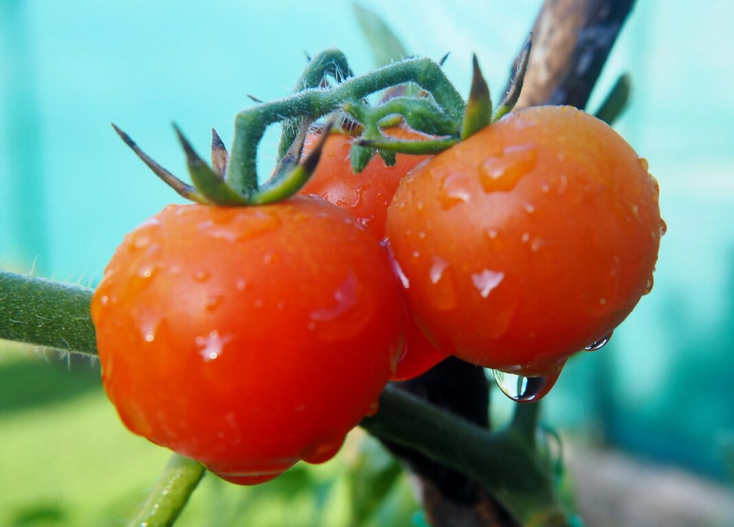 Чем лучше подкармливать томаты для урожая