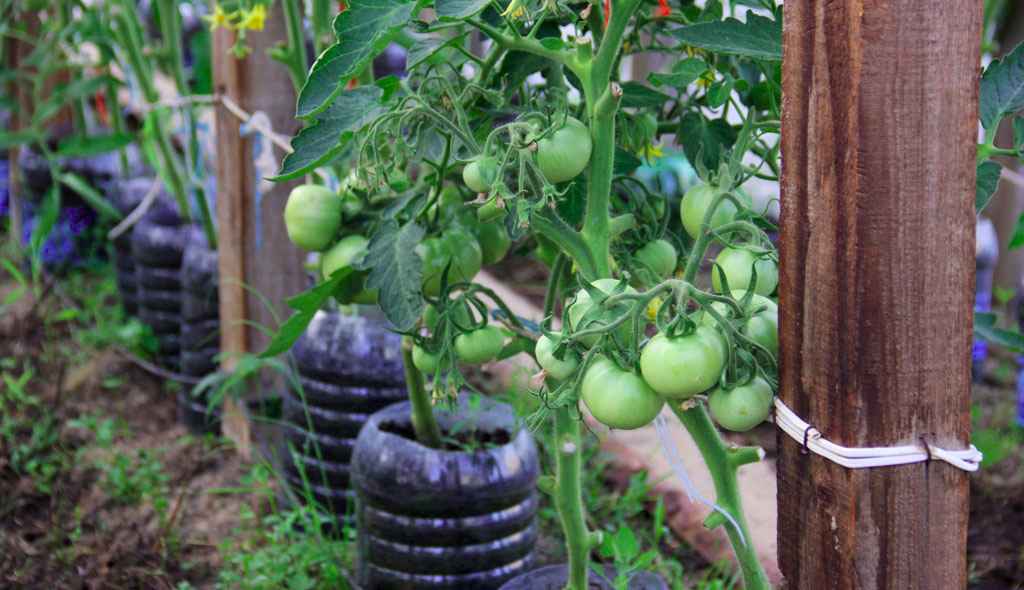 Зачем огородники подвязывают кусты помидоров
