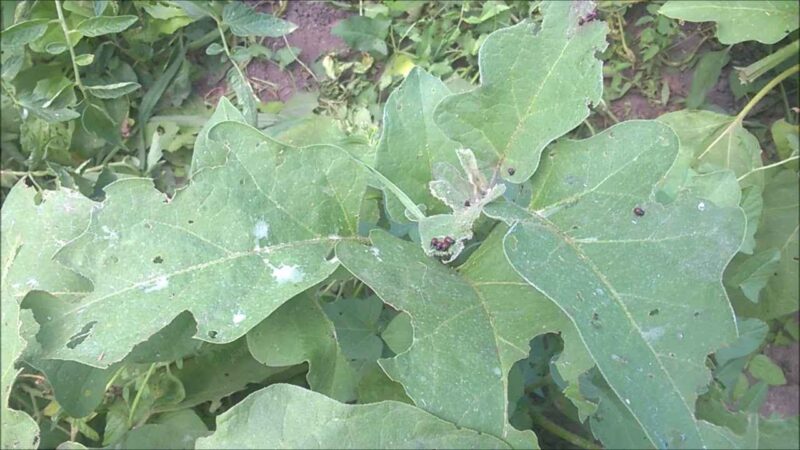 Колорадский жук на баклажанах: как спасти растение