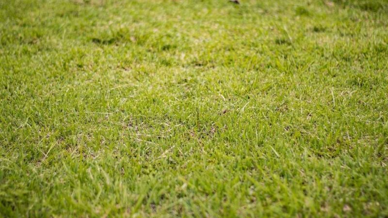 Почему желтеет молодой газон: возможные причины