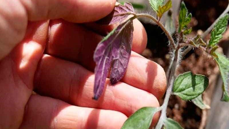 Почему листья пересаженной рассады помидор стали фиолетовым