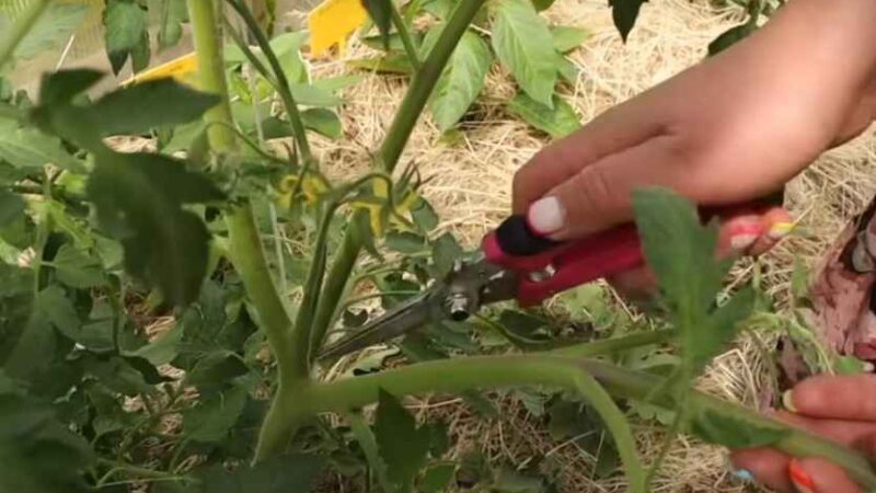 Жирование кустов томатов: как предотвратить потерю завязи