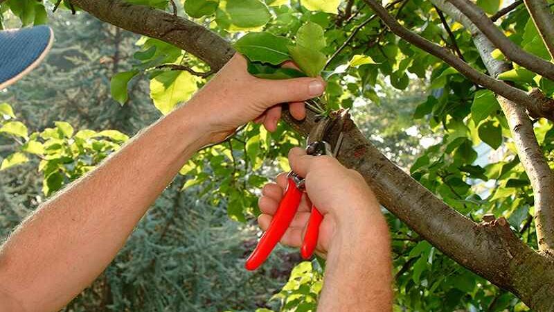 Как ухаживать за садом в июне: полив, подкормка и борьба с вредителями