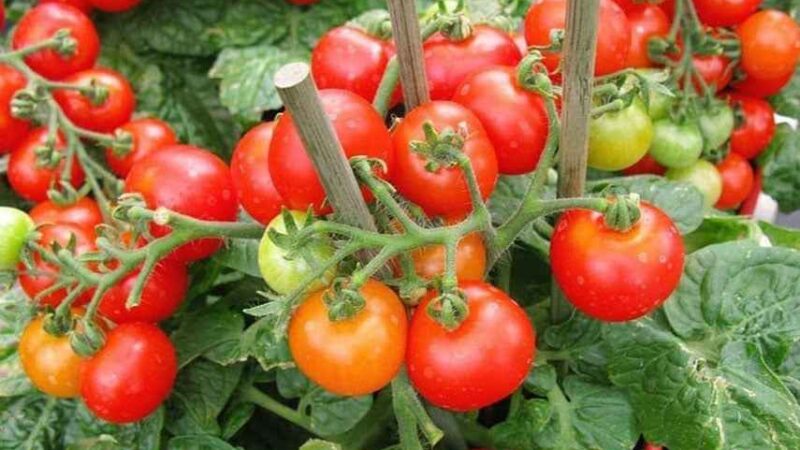 Бор для улучшения завязи томатов: секреты успешного урожая